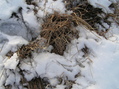 #4: Grassland and snow:  Ground cover at the confluence.