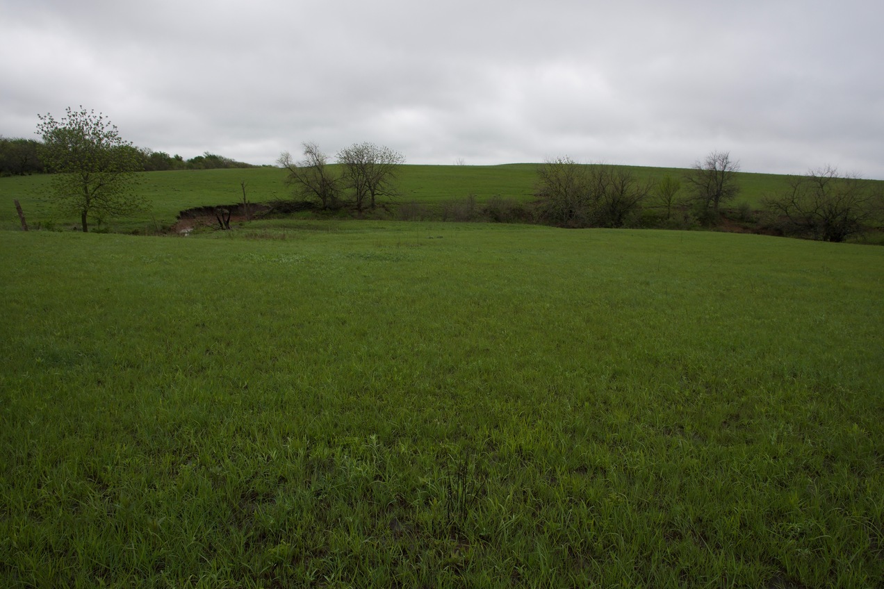 The confluence point lies within gently rolling hills on a cattle farm.  (This is also a view to the East.)