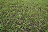 #5: Ground cover at the confluence point