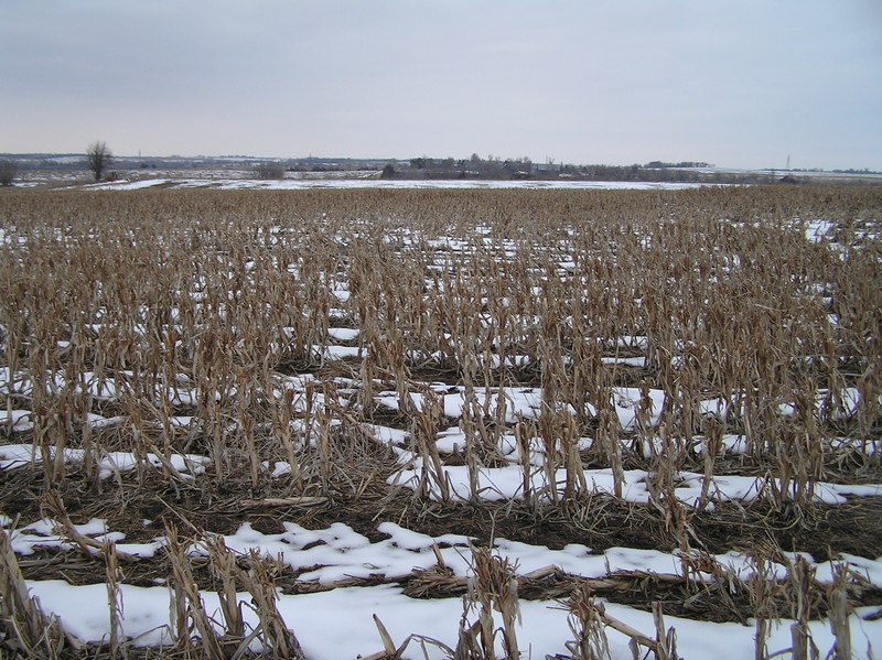 View to the north from the confluence.