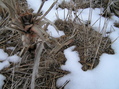 #4: Corn and Snow:  Ground cover at the confluence.