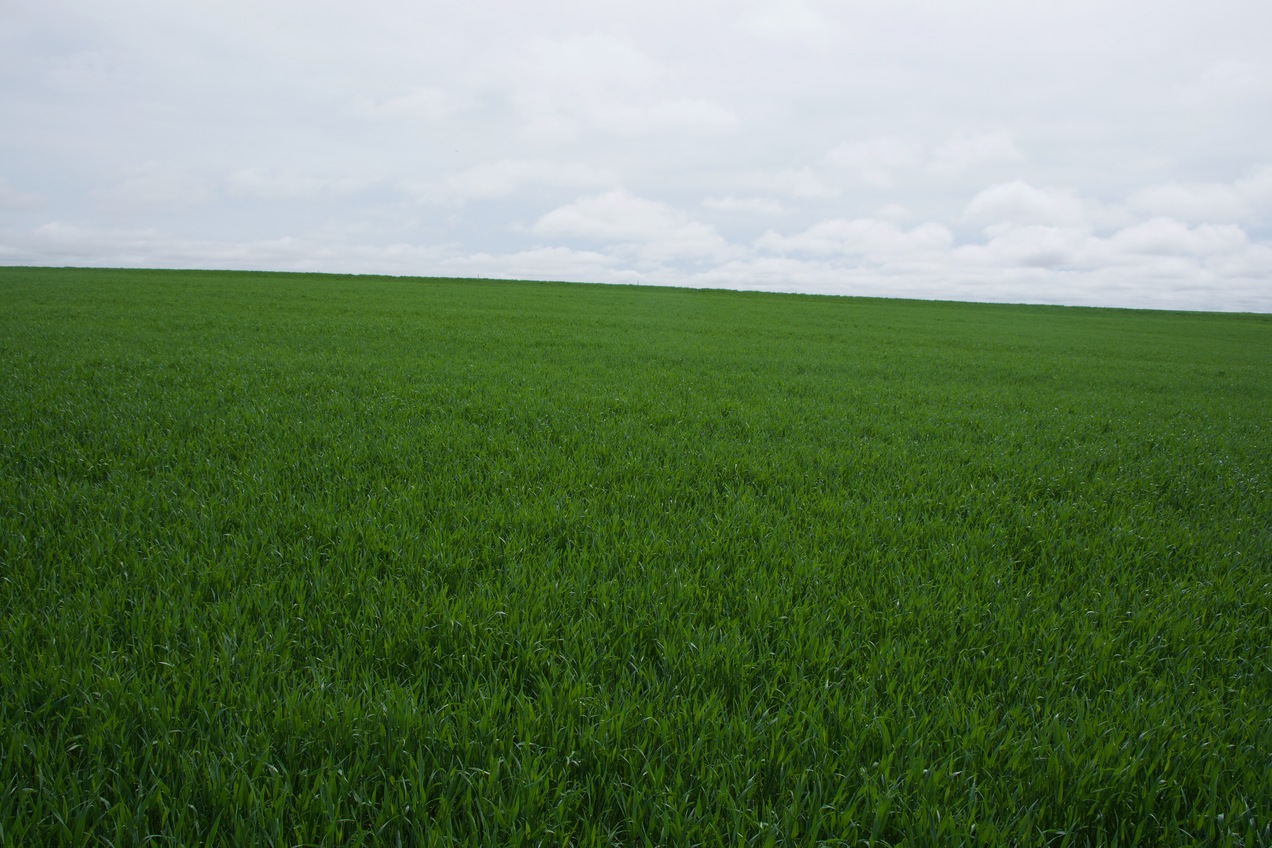 The confluence point lies about 223 feet away, in this field