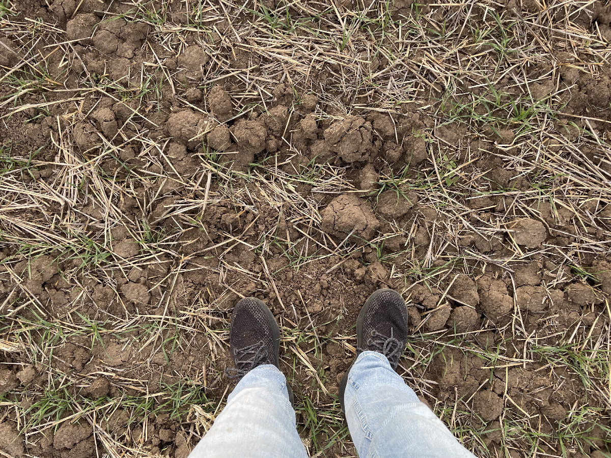 Ground cover