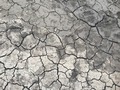 #3: Ground cover at the confluence point. 