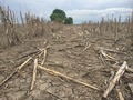 #8: Ground view from cornfield about 200 meters northeast of the confluence.