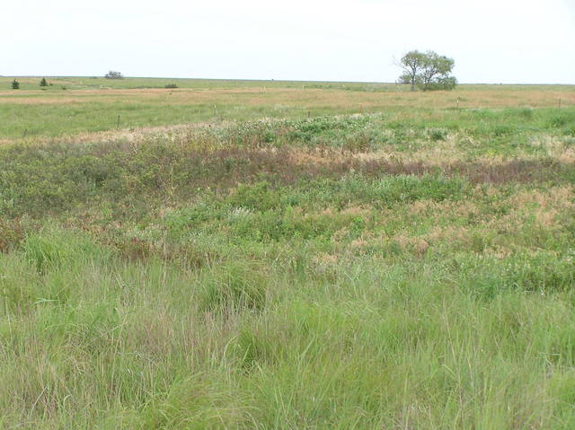 View to the east from the confluence.