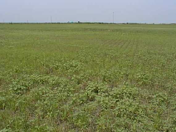 looking South