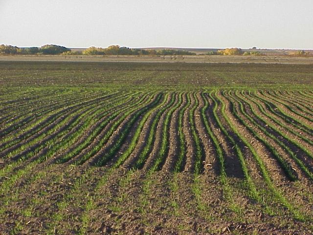 View to the south from the confluence.