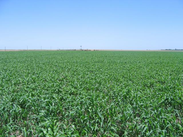 Looking to the East from the confluence