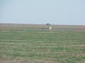 #6: Abandoned farmhouse to the northwest, taken from the confluence.