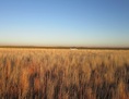 #2: From confluence point, facing east towards 360th road.