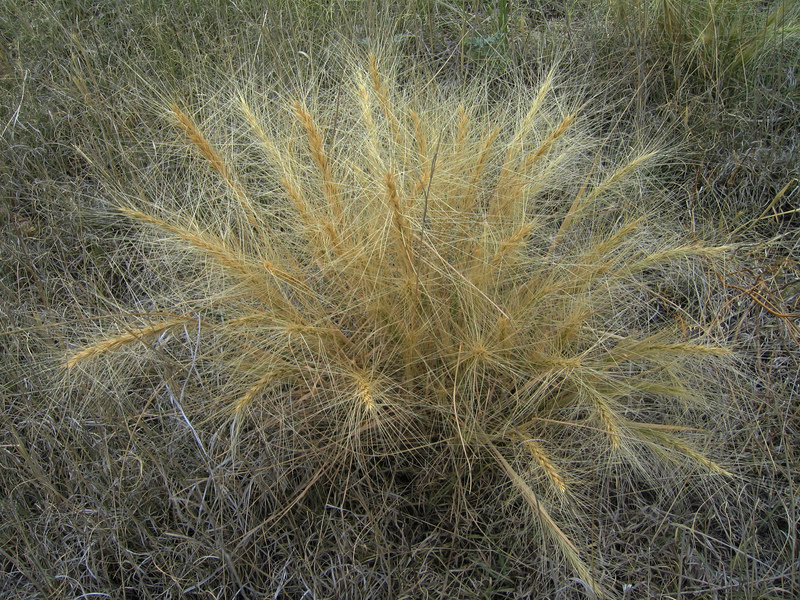 Ground cover.