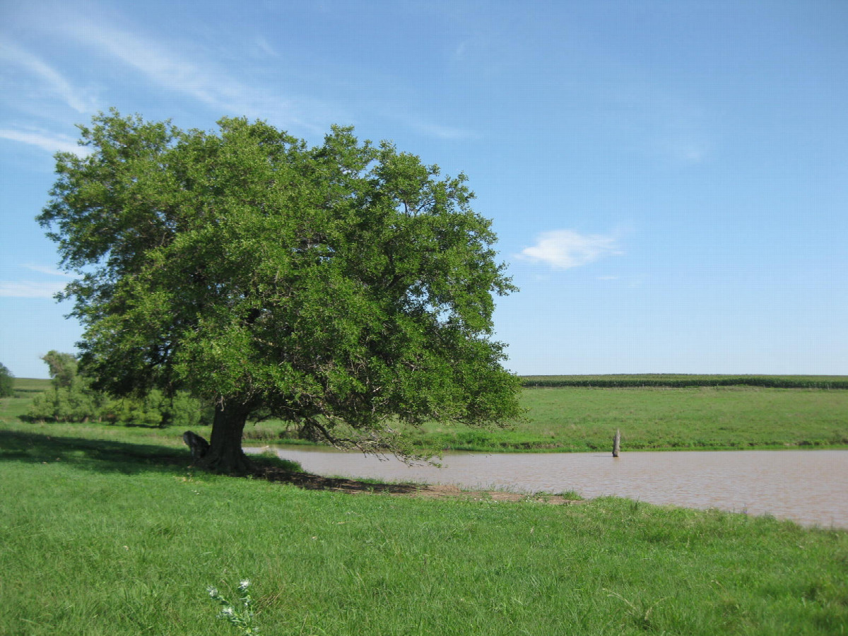 Stunning, solo tree by the dammed pond
