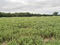 #2: A view to the north from the confluence point.  Nebraska is in the distance and Kansas is in the foreground.
