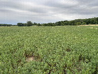 #3: A view to the east from the confluence point.