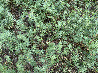 #6: Ground cover at the confluence point.