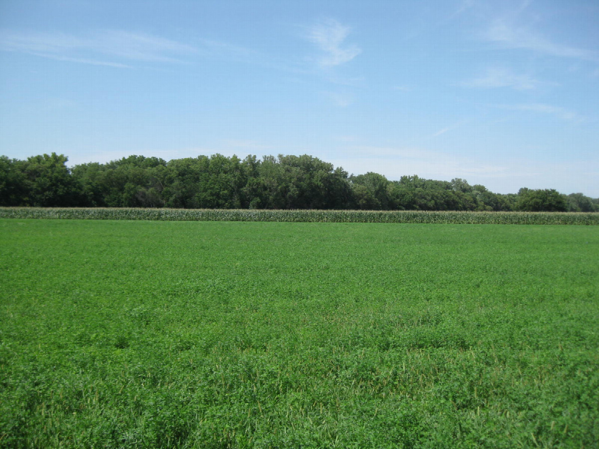 View to the north, toward the corn