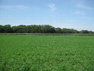 #4: View to the north, toward the corn