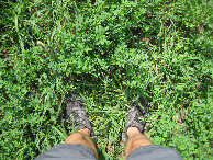 #8: Ground cover... what is this crop? Is it a crop?