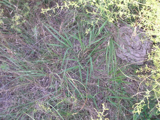 Groundcover at the confluence site.