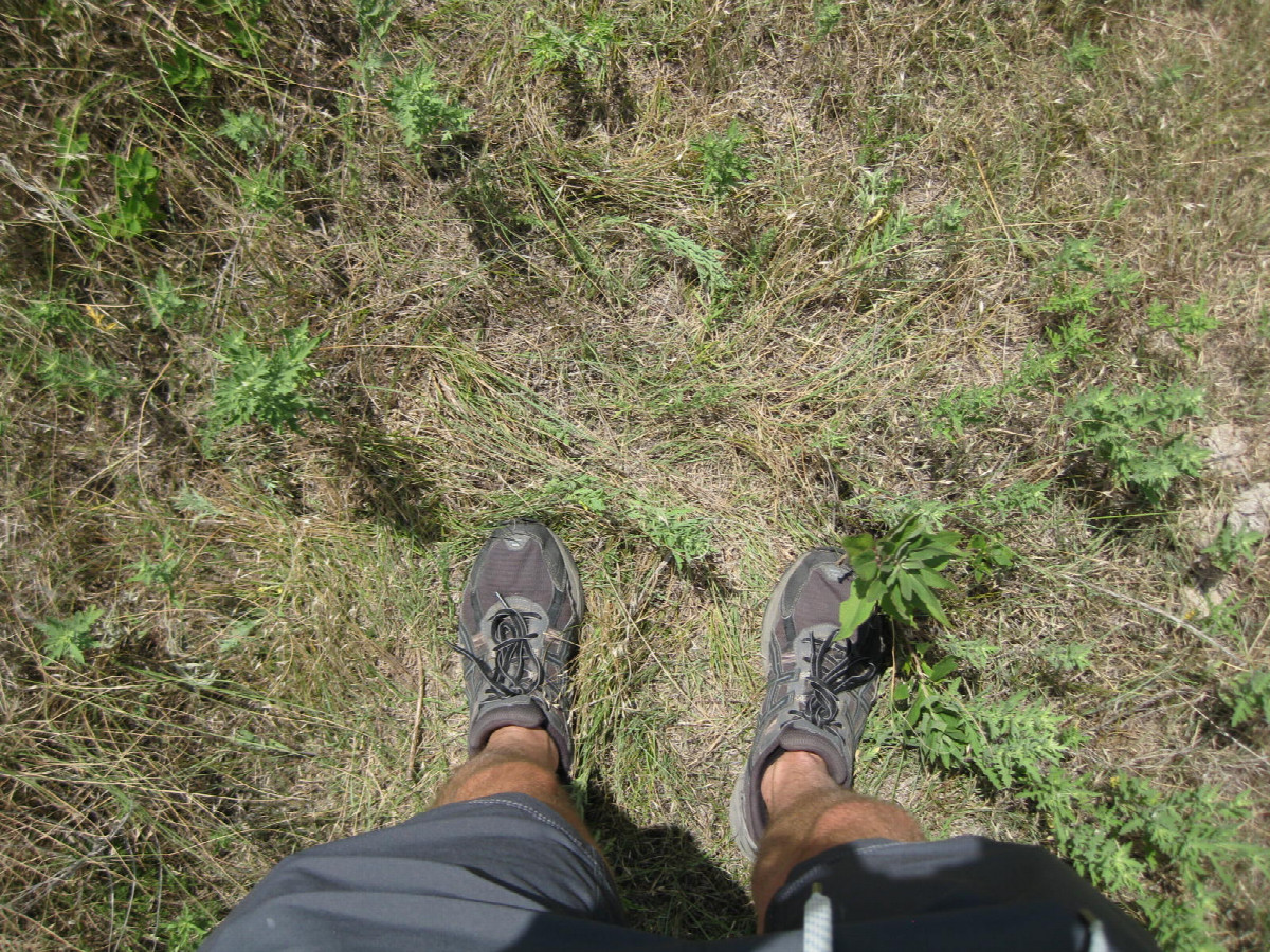 Ground cover