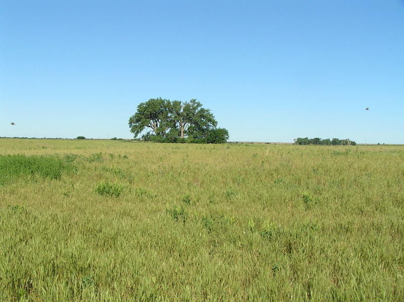 View to the west from the confluence, with birds in flight.