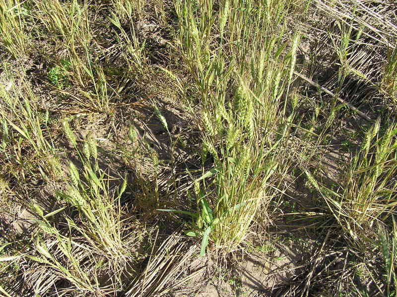 Groundcover at the confluence site.