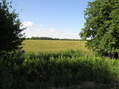 #8: Starting point for the confluence hike, looking south into Kansas from east-west road in Nebraska a few hundred meters north of the 40th Parallel.