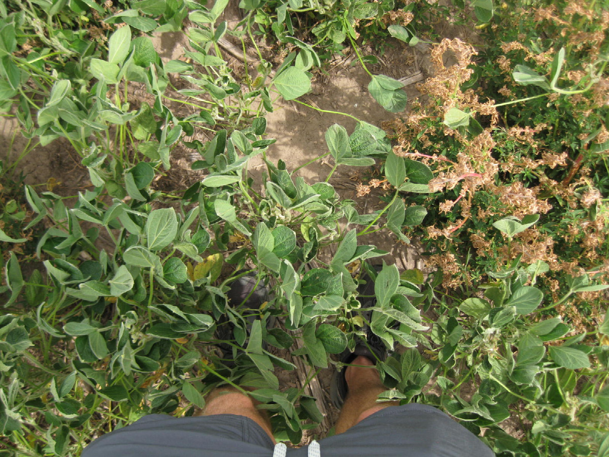 Ground cover (soy, and some of last year's corn stubble below)