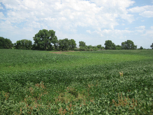 #1: View to the northeast, confluence in the foreground