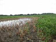 #2: On the edge of the wet depression heading south toward the confluence from the road