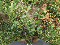 #7: Ground cover (soy, and some of last year's corn stubble below)