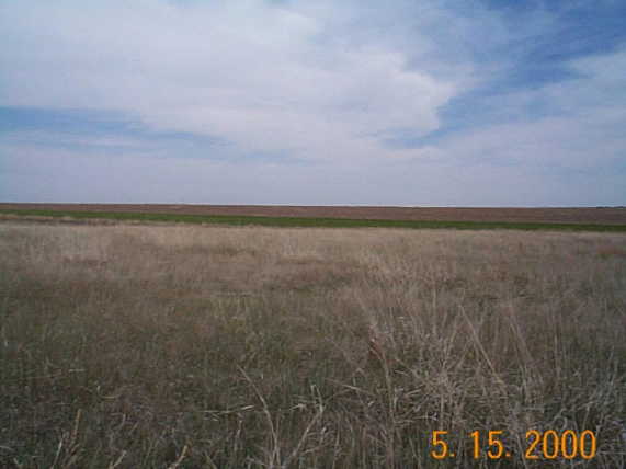 Looking East across pasture and wheat