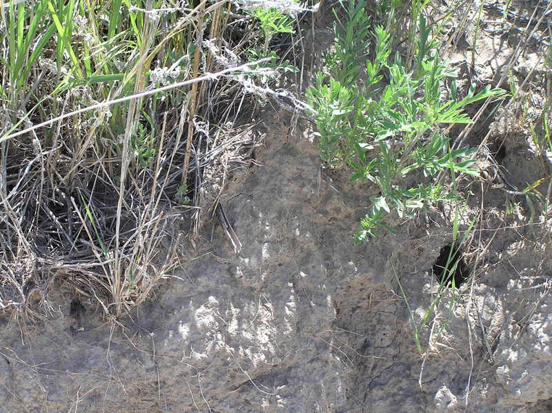 Groundcover at the confluence at the side of the roadway.