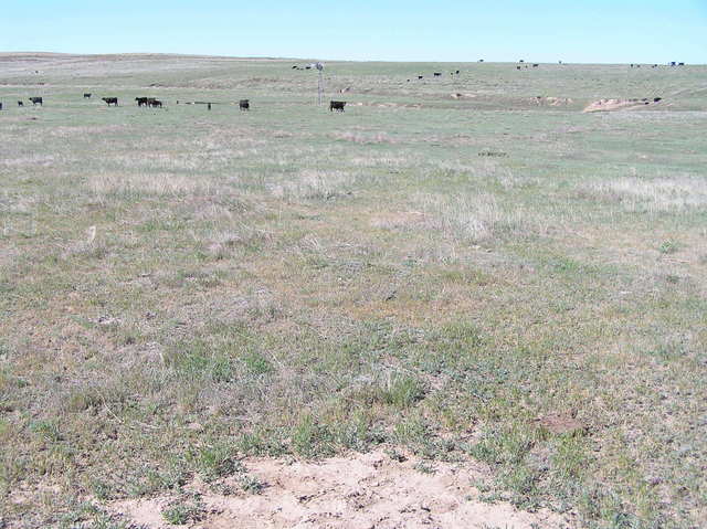 View to the south from the confluence.