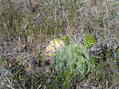 #5: Shortgrass prairie and prickly pear cactus groundcover at confluence.