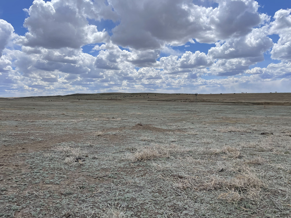 View SW to the confluence in the foreground, cattle in the background