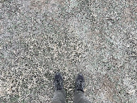 #6: Ground cover