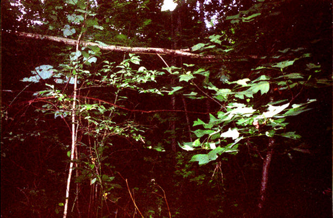 Another view at the confluence. The woods were quite dense.