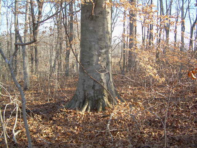 Large Hardwood @ CP