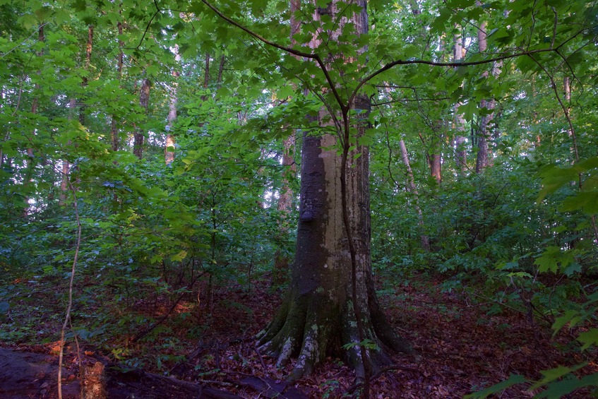 View East (featuring the “large hardwood” or “medium-sized oak” noted by previous visitors)