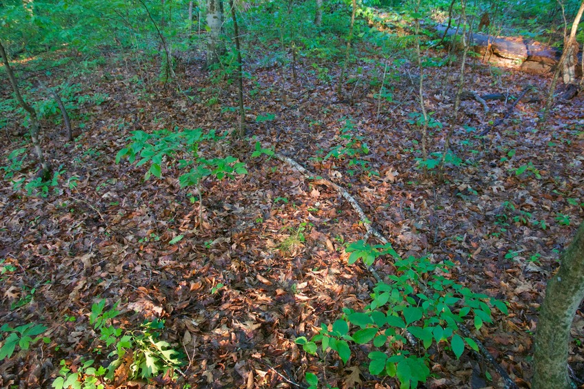 The confluence point lies in a patch of forest