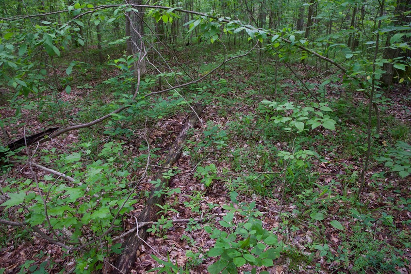 The confluence point lies in a patch of forest, within a farm