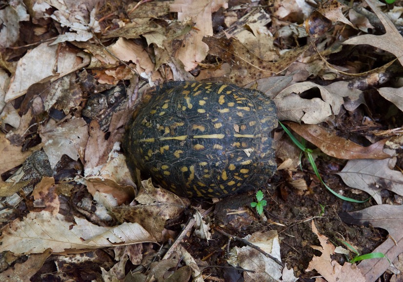 I saw this tortoise shell while hiking in the forest, en route to the point