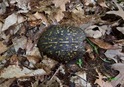 #8: I saw this tortoise shell while hiking in the forest, en route to the point