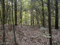 #4: This is Looking West