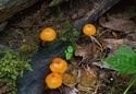 #7: I noticed this orange fungus while hiking to the point