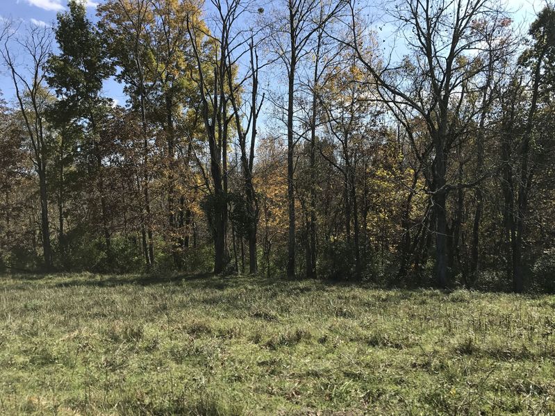 View to the south from the confluence point of 38 North 84 West.