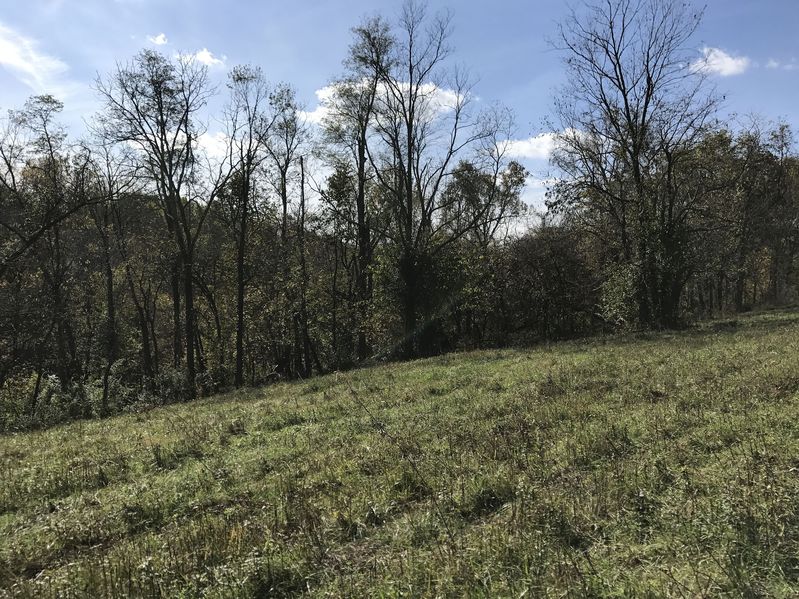 View to the west from the confluence point of 38 North 84 West.