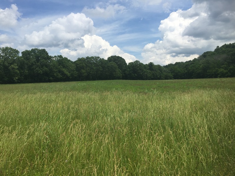 View to the east from the confluence.